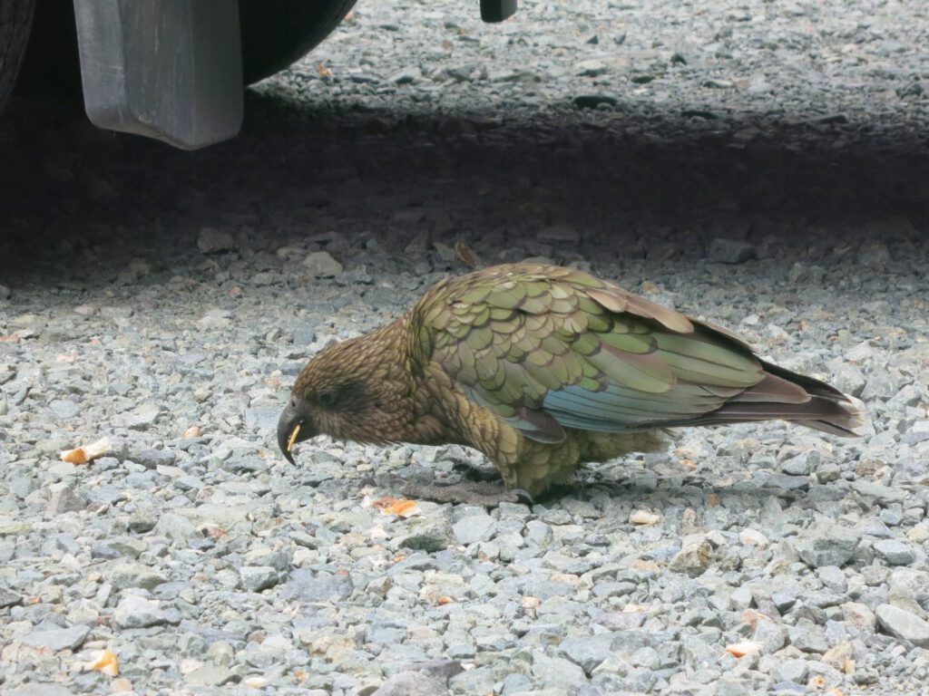 Kea 