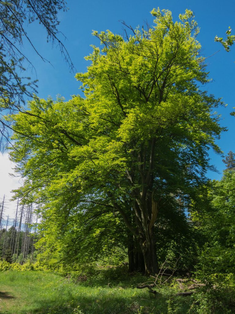 Ein Wahnsinnsbaum auf dem Weg zum Winterberg