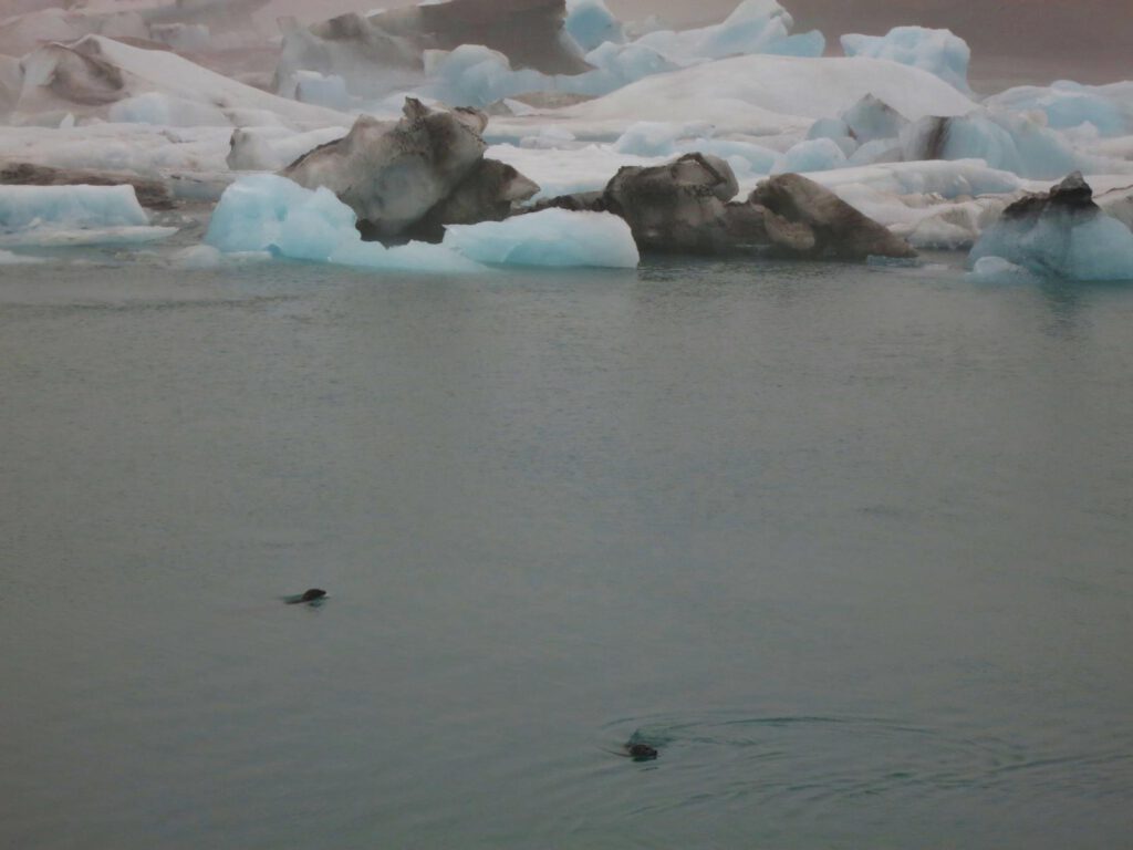 DIE Gletscherlagune: Jökulsarlon