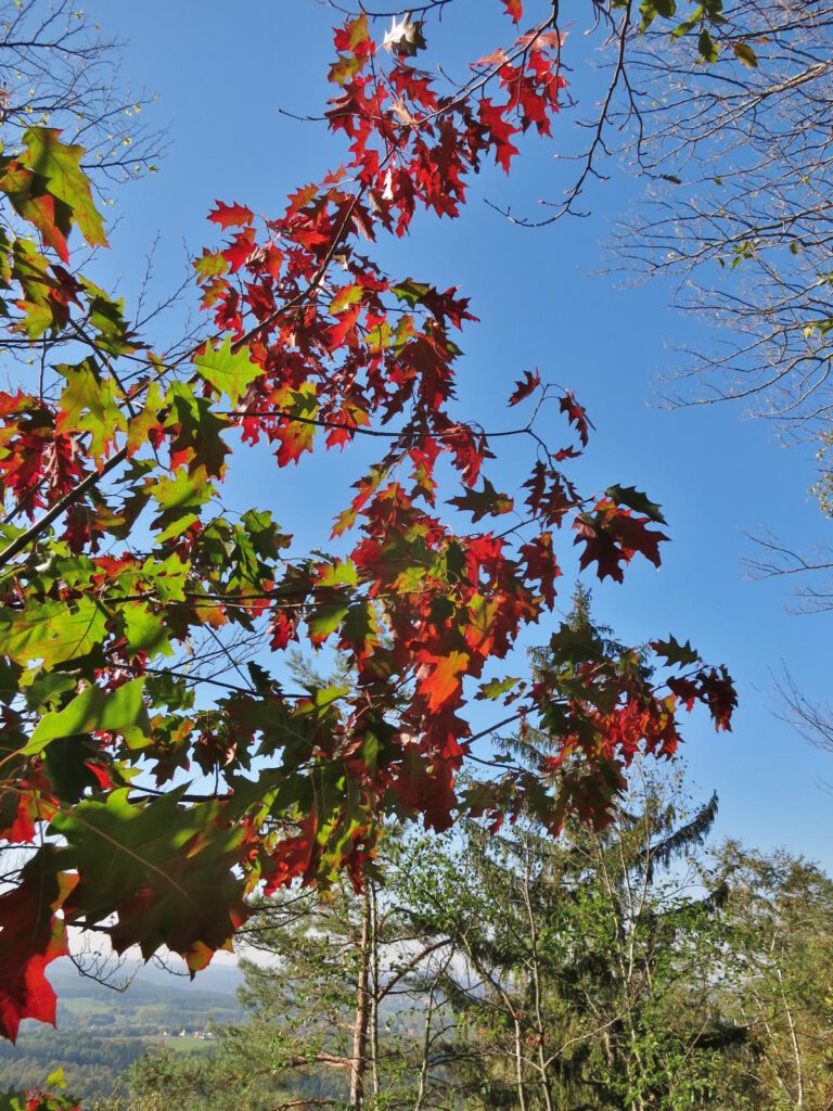 Herbst in der Sächsischen Schweiz 