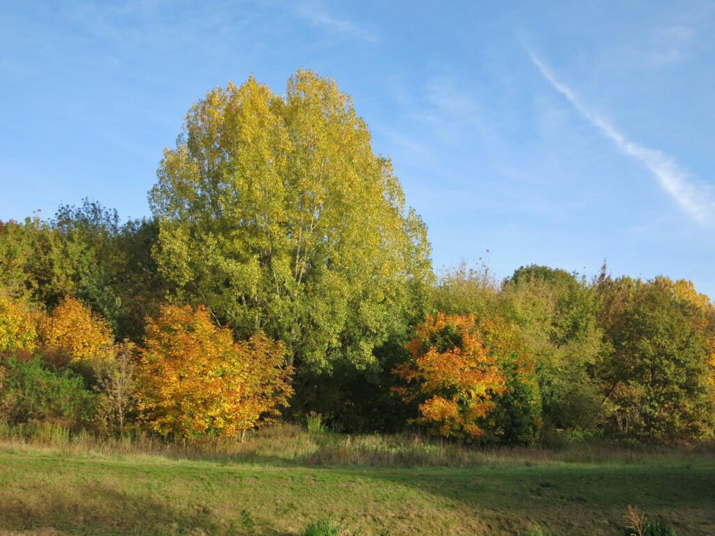 Wuhletalwanderweg nahe S-Bahnhof Wuhletal