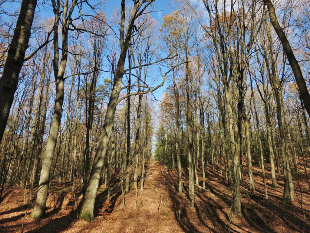 AUF und AB in den Rauener Bergen 