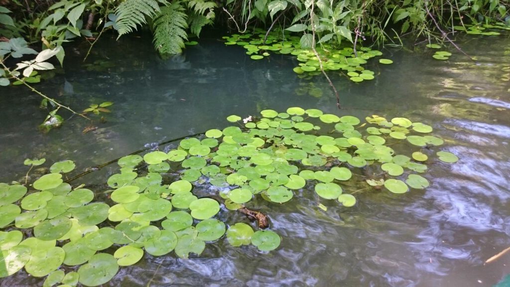 Wasserpflanzen