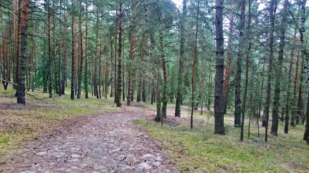 Wanderung in Wald und Stille 