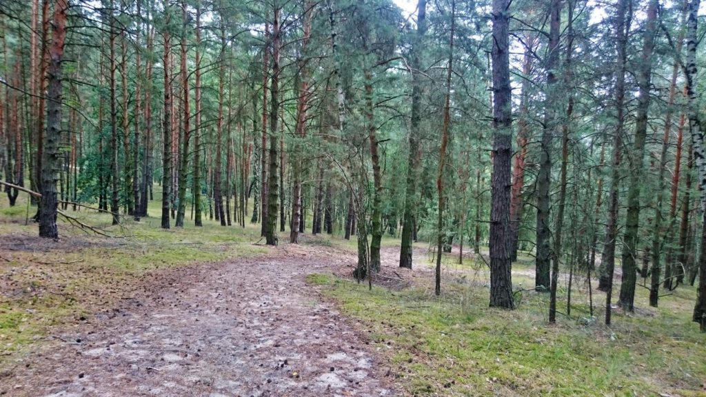 Wanderung in Wald und Stille 