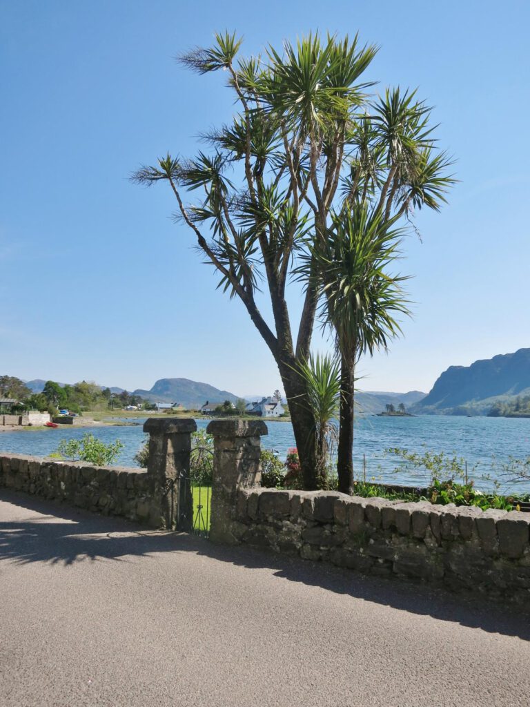 Palme in Plockton