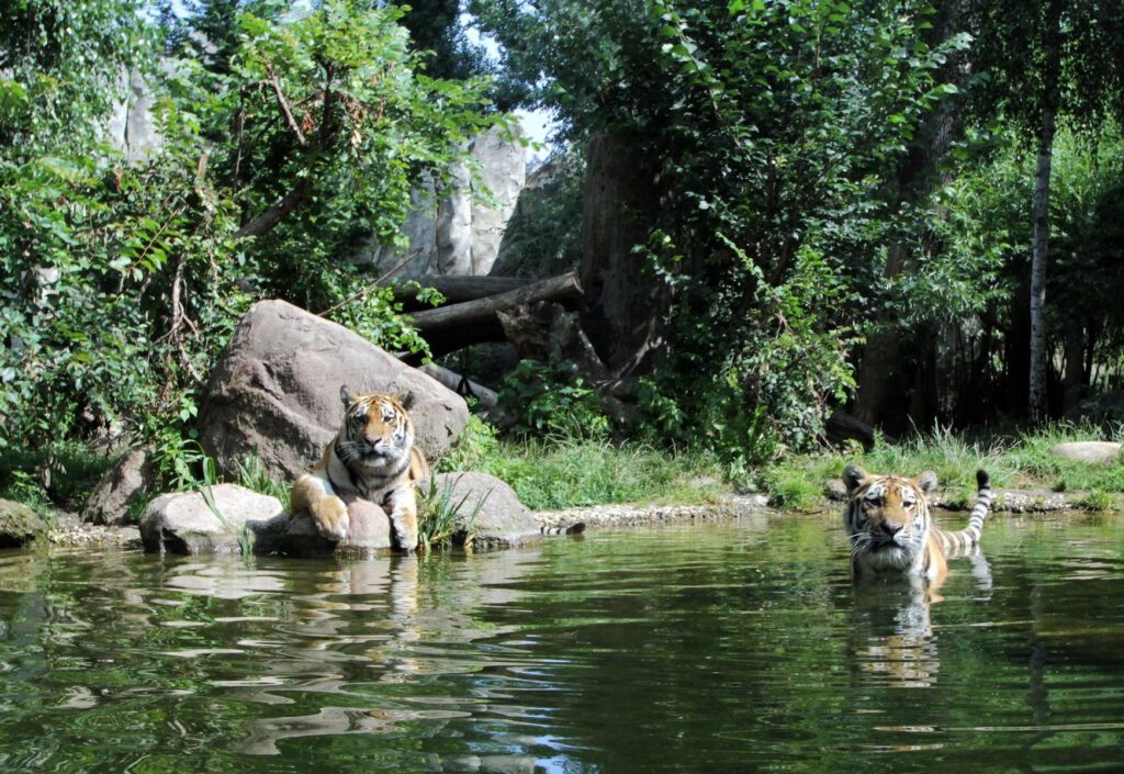 Tiger Taiga (© Zoo Leipzig)