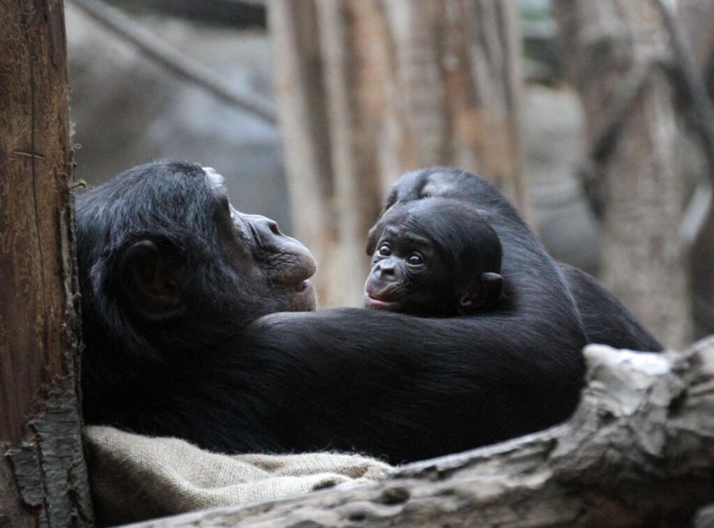 Bonoboweibchen_Yasa_mit_Sohn_Kasai__c__Zoo_Leipzig