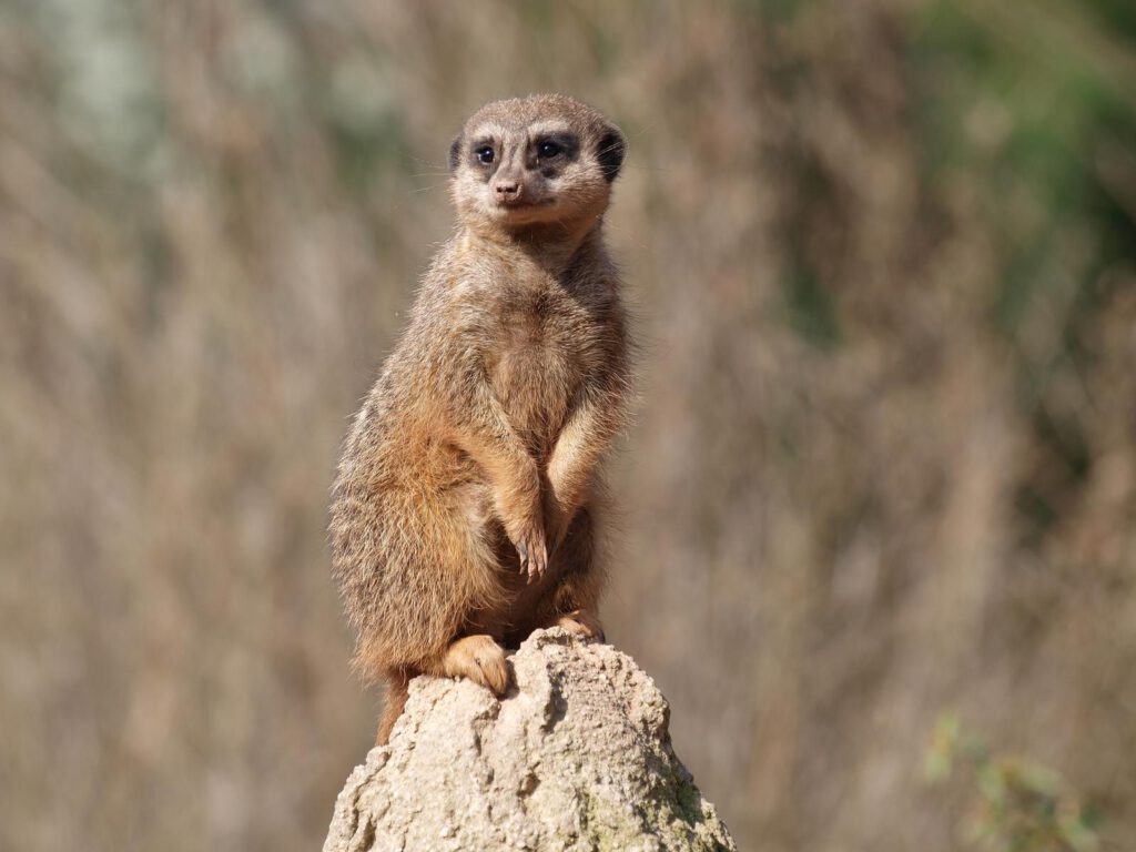 Erdmännchen (© Zoo Leipzig) 