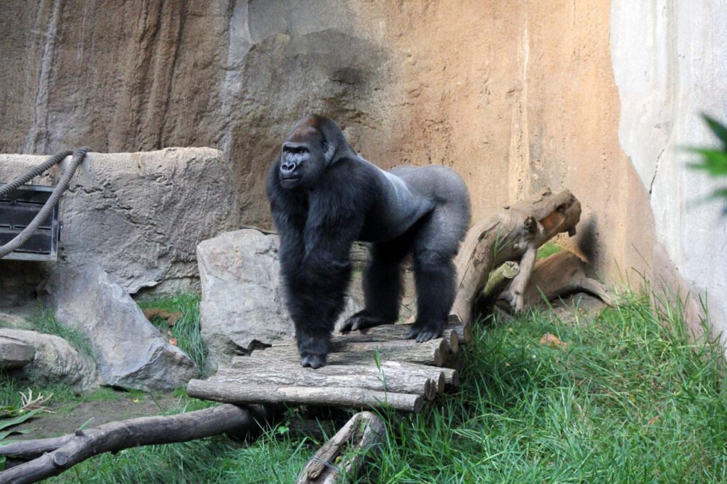 Gorilla (© Zoo Leipzig)