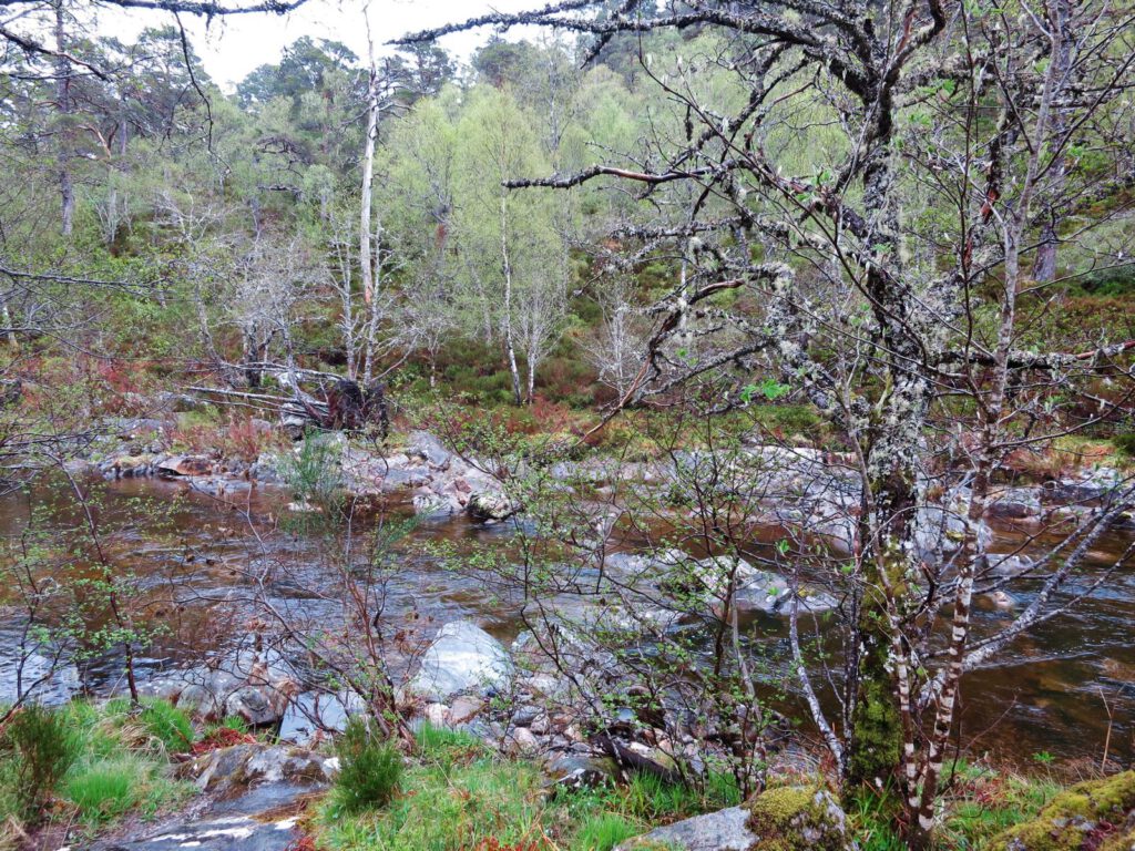 Glen Affric