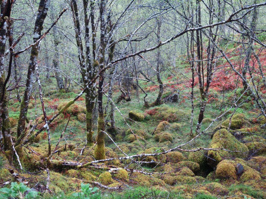 Glen Affric 