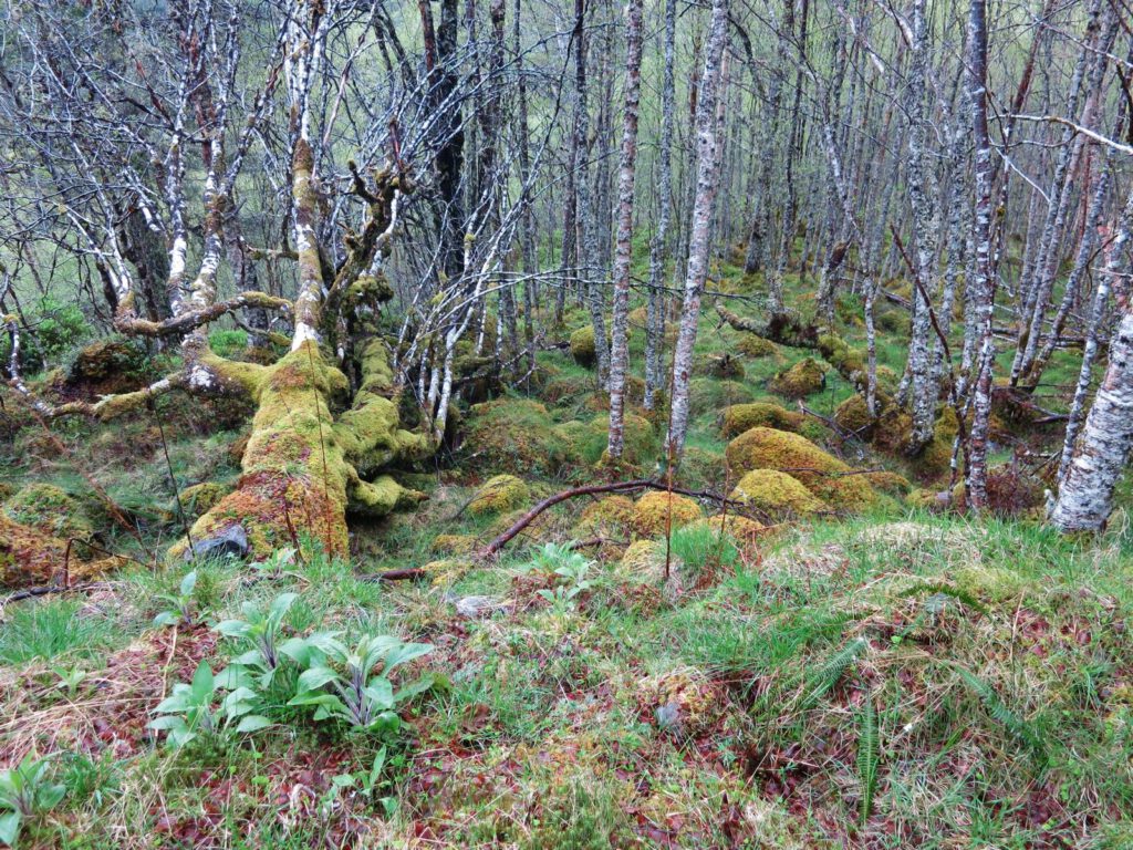 Glen Affric 