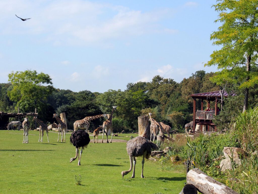 Kiwara-Savanne (© Zoo Leipzig)