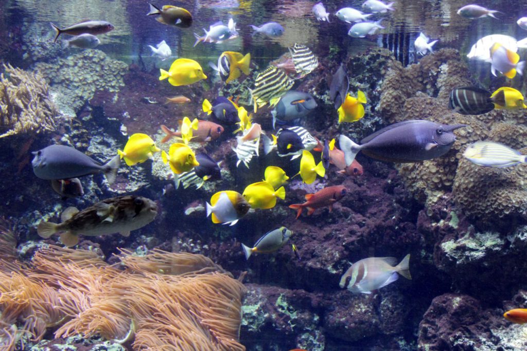 Aquarium (