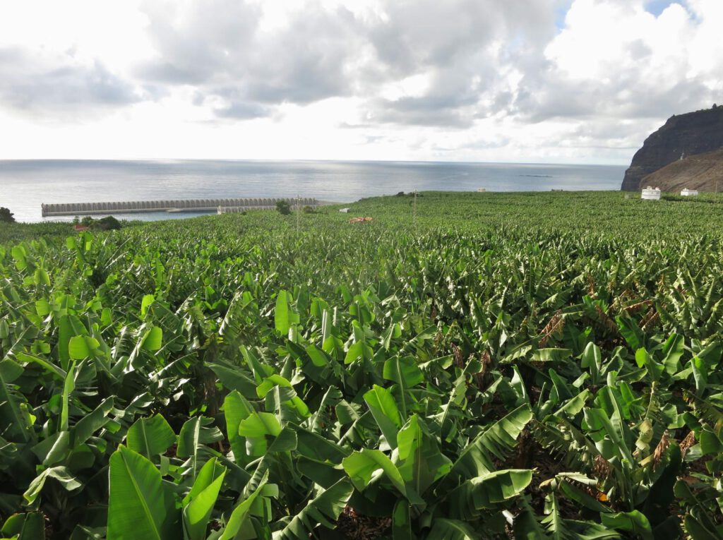 Bananenstauden und die Hafenmauer Puerto Tazacorte