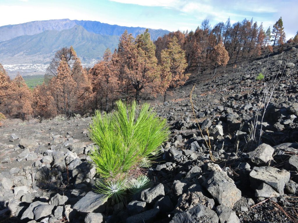 frisches Grün inmitten verkohlten Waldes 