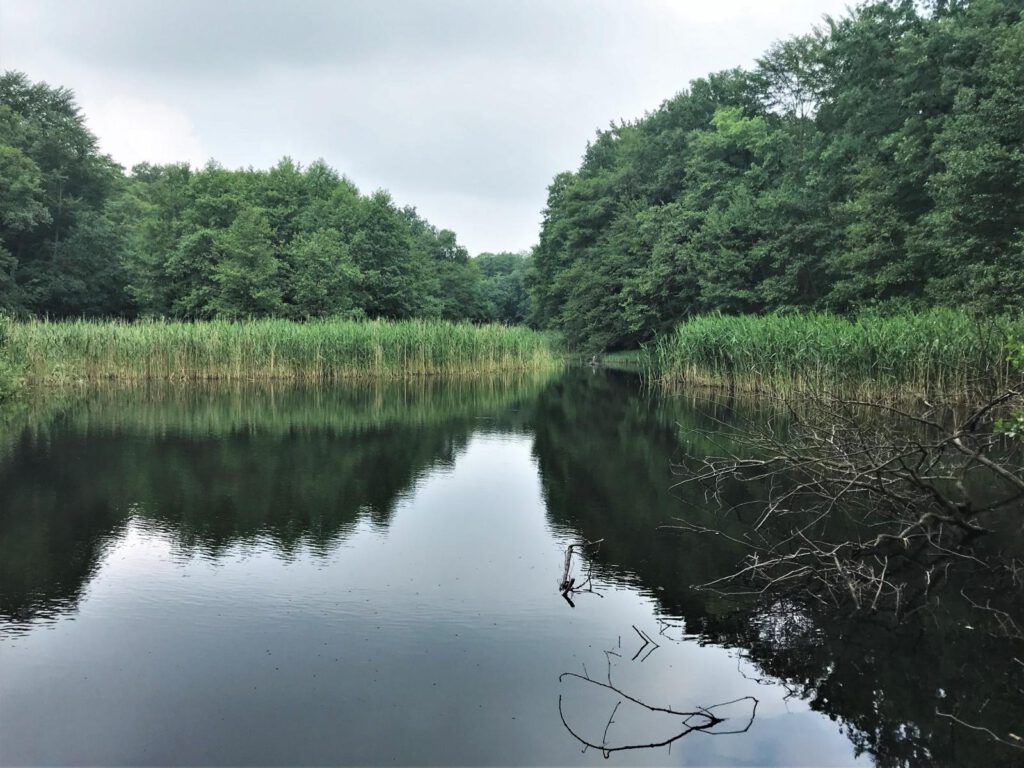 Großer Düsterer Teich im Katharinenholz Potsdam