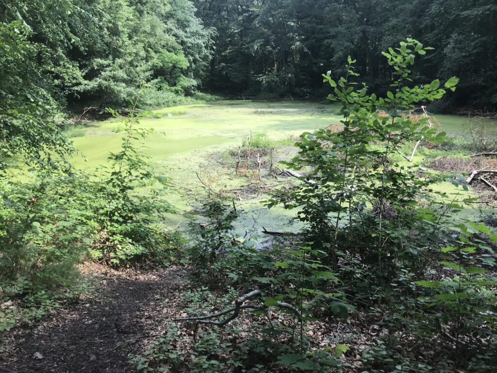 Kleiner Düsterer Teich im Katharinenholz Potsdam