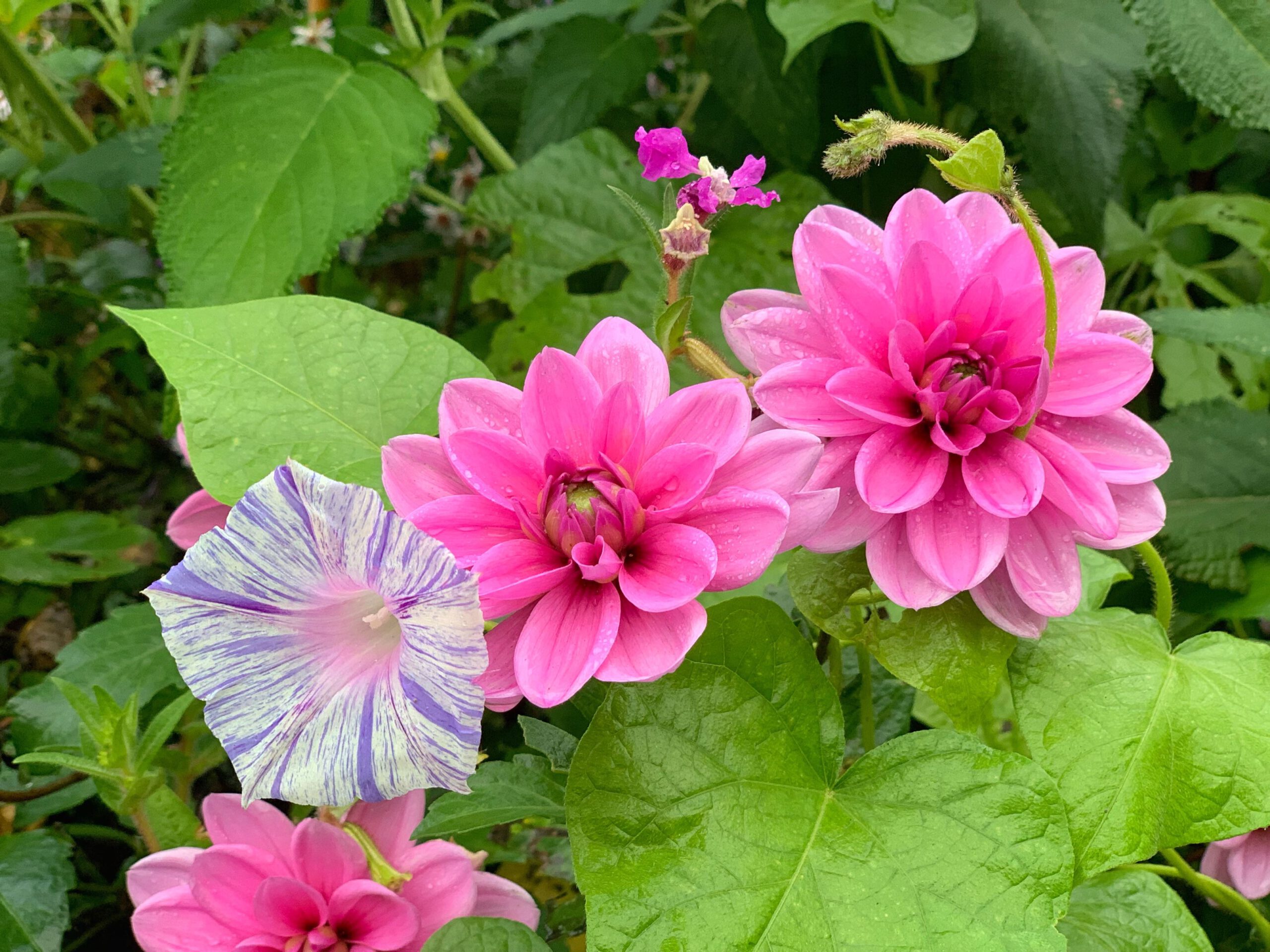 Blüten in Monets Garten / Giverny 