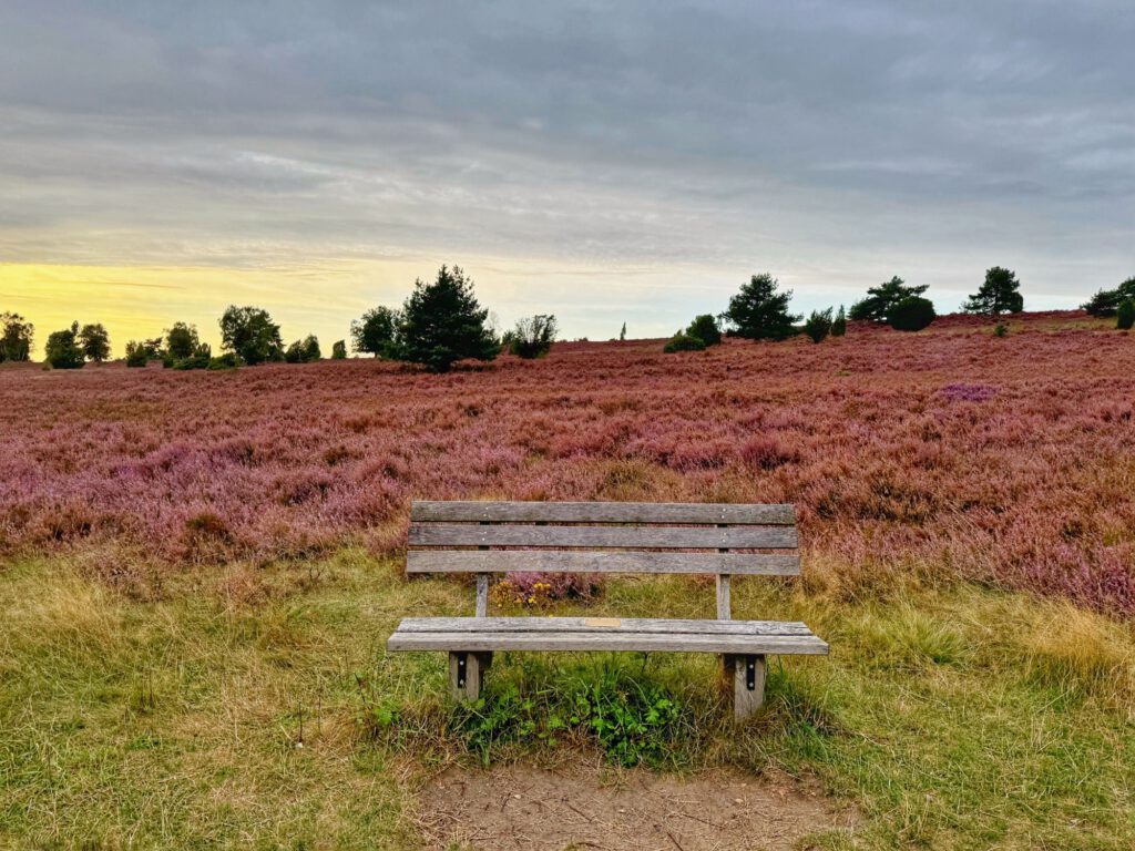Bänke in der Lüneburger Heide