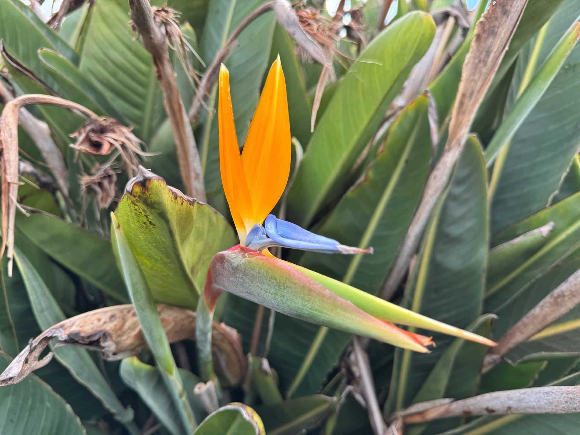 Strelitzien auf Madeira