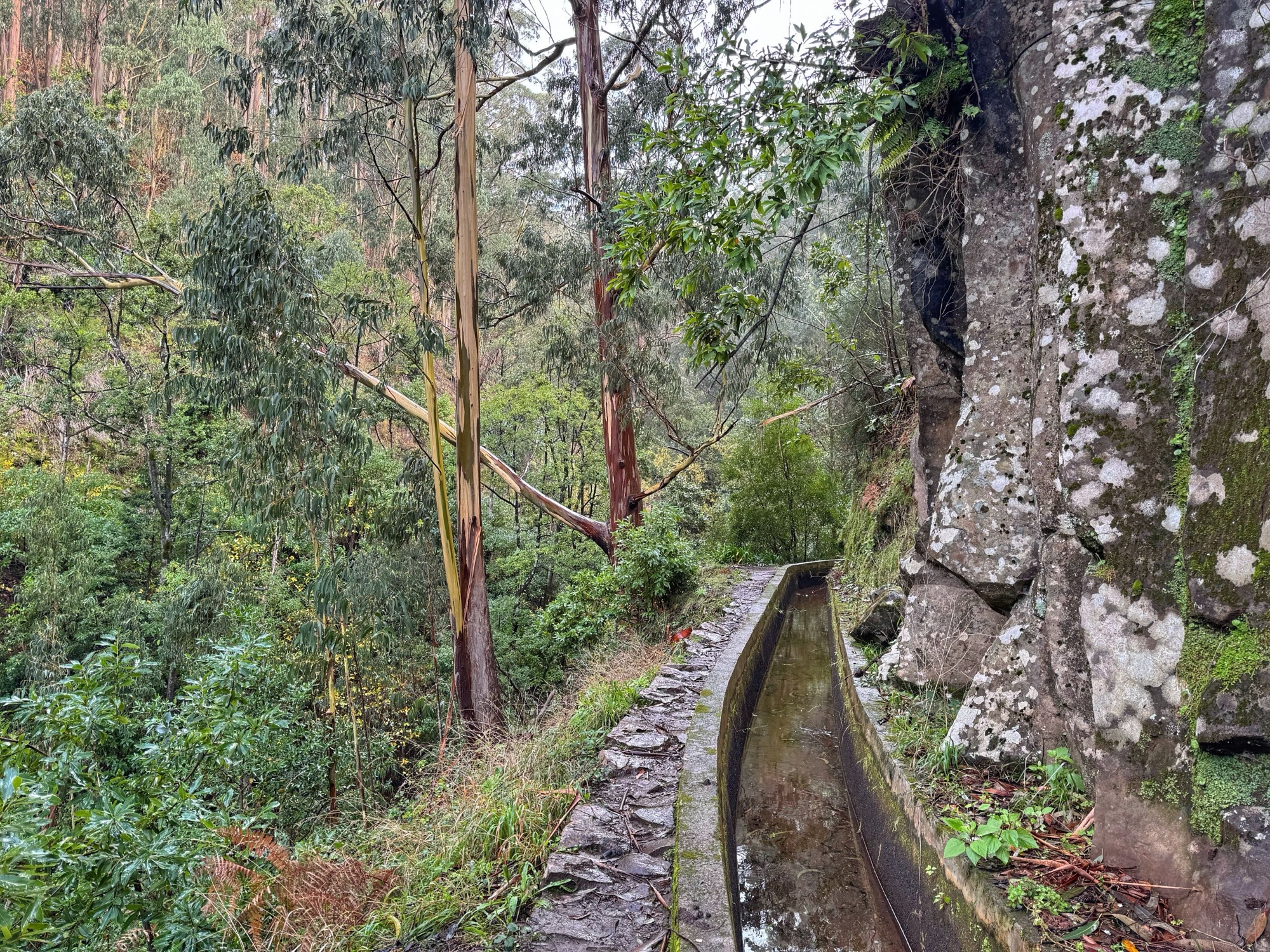 Levada Nova bei Prazeres - Madeira im Dezember
