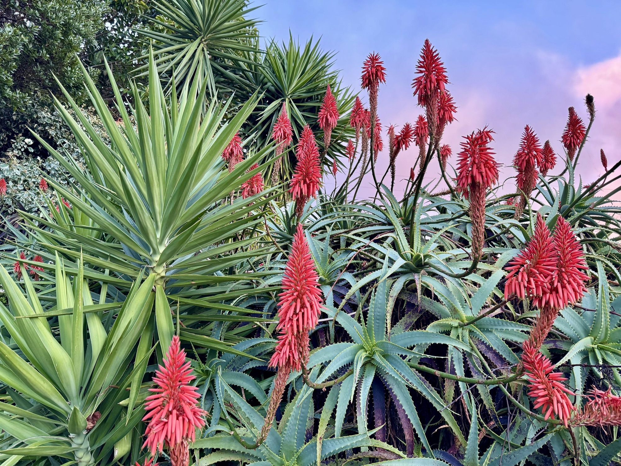 Baum-Aloe / Fackel-Aloe / Madeira im Dezember
