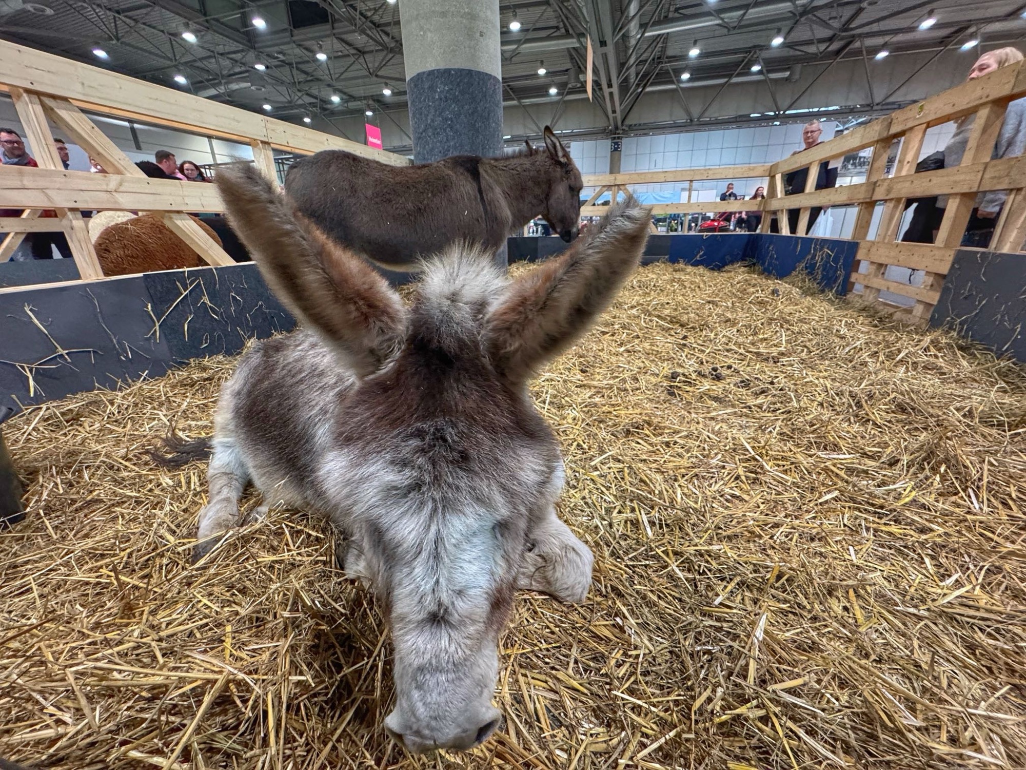 Esel auf der Haus, Garten, Freizeit Leipzig 2026