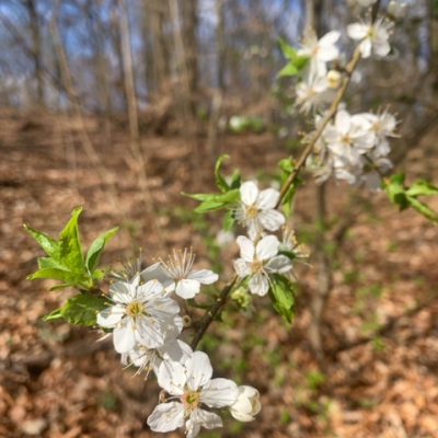 Blüten Blüten