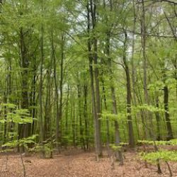 Wald.jpf Wald.jpf